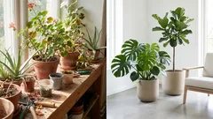 Těchto 7 rostlin nenápadně dodává bytu staromódní nádech